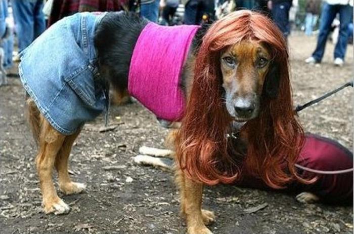 12 errores que cometes al comprarle un juguete a tu perro