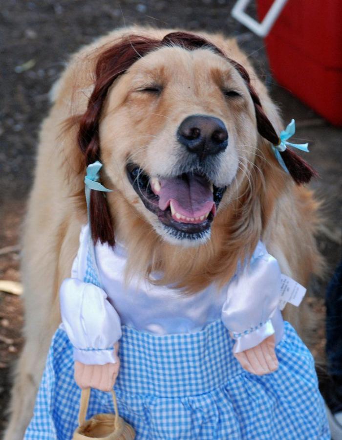 12 errores que cometes al comprarle un juguete a tu perro