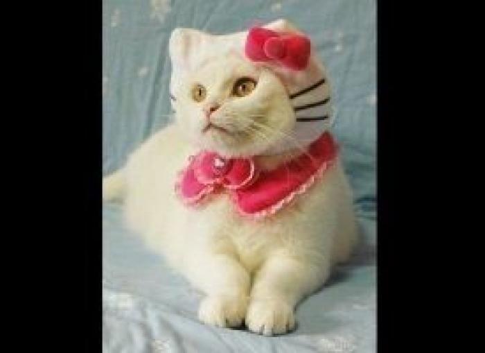 12 errores que cometes al comprarle un juguete a tu perro