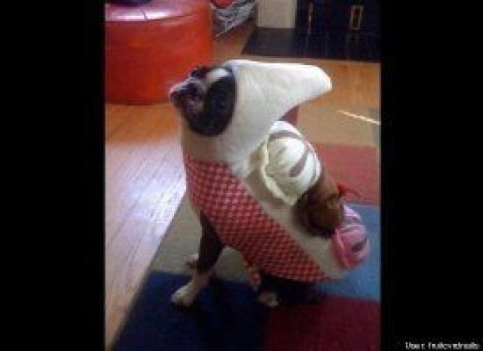 12 errores que cometes al comprarle un juguete a tu perro