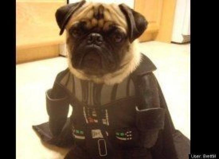 12 errores que cometes al comprarle un juguete a tu perro