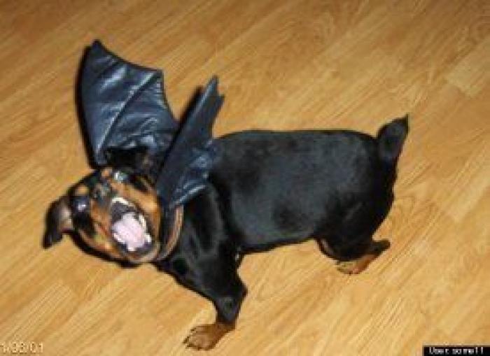 12 errores que cometes al comprarle un juguete a tu perro