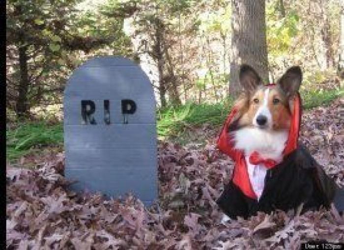 12 errores que cometes al comprarle un juguete a tu perro