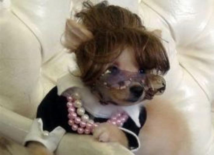 12 errores que cometes al comprarle un juguete a tu perro