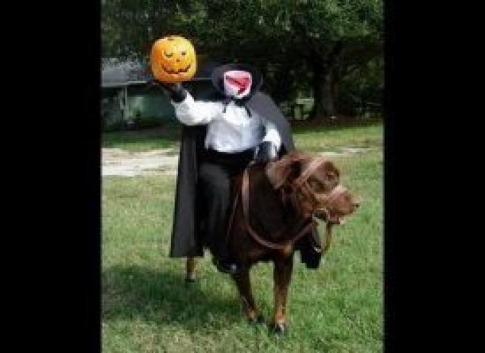 12 errores que cometes al comprarle un juguete a tu perro