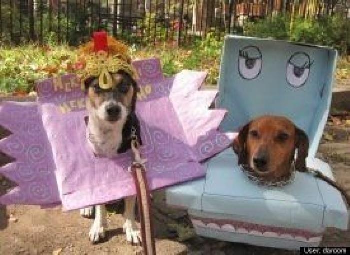 12 errores que cometes al comprarle un juguete a tu perro