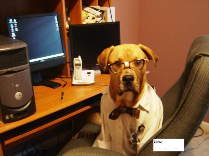 12 errores que cometes al comprarle un juguete a tu perro