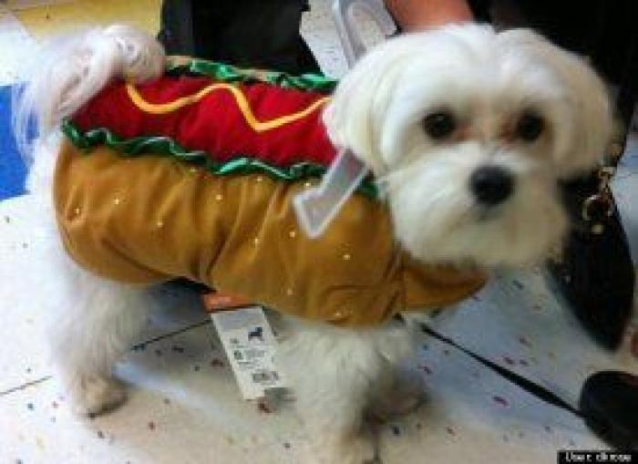 12 errores que cometes al comprarle un juguete a tu perro