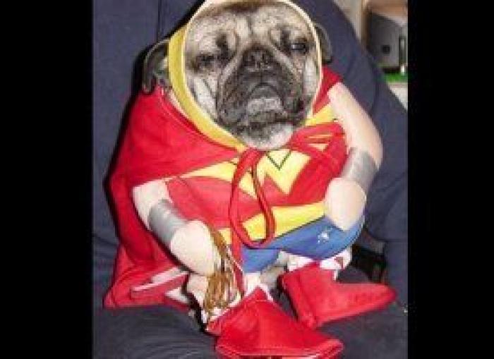 12 errores que cometes al comprarle un juguete a tu perro