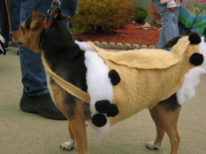 12 errores que cometes al comprarle un juguete a tu perro