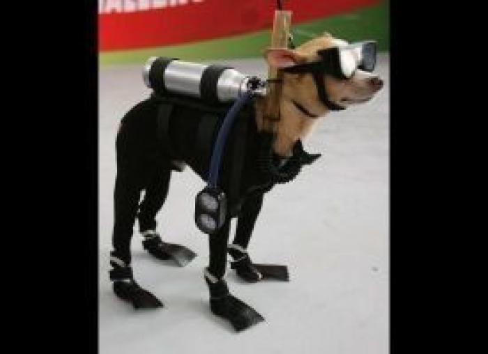 12 errores que cometes al comprarle un juguete a tu perro