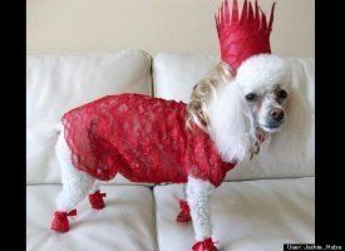 12 errores que cometes al comprarle un juguete a tu perro