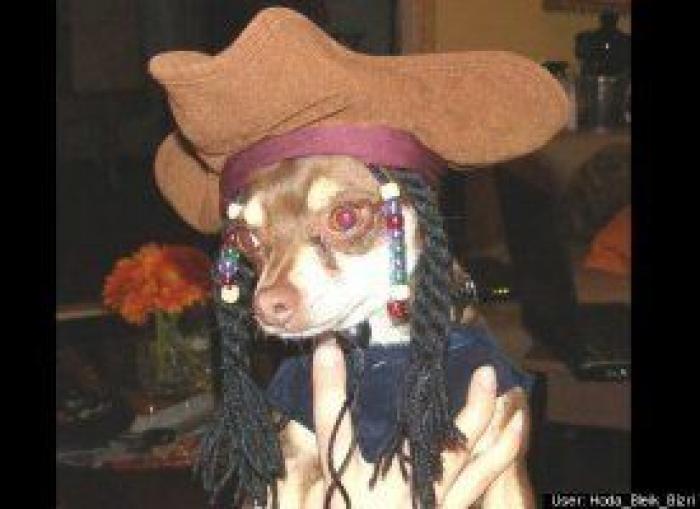 12 errores que cometes al comprarle un juguete a tu perro