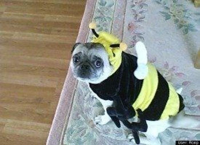 12 errores que cometes al comprarle un juguete a tu perro