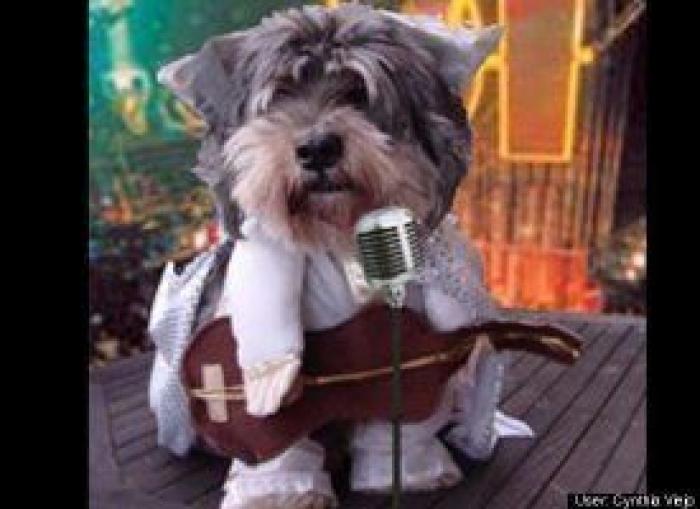 12 errores que cometes al comprarle un juguete a tu perro