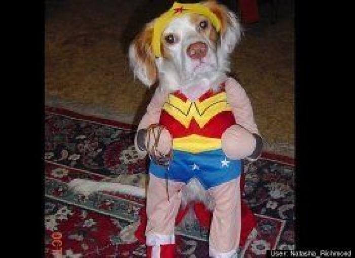 12 errores que cometes al comprarle un juguete a tu perro