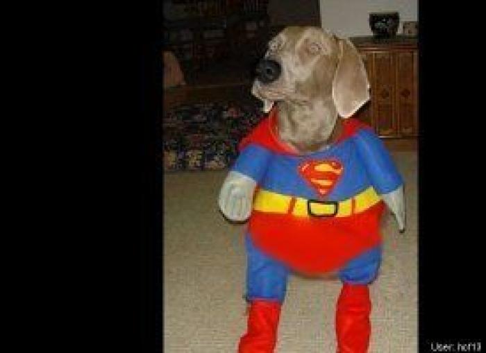 12 errores que cometes al comprarle un juguete a tu perro