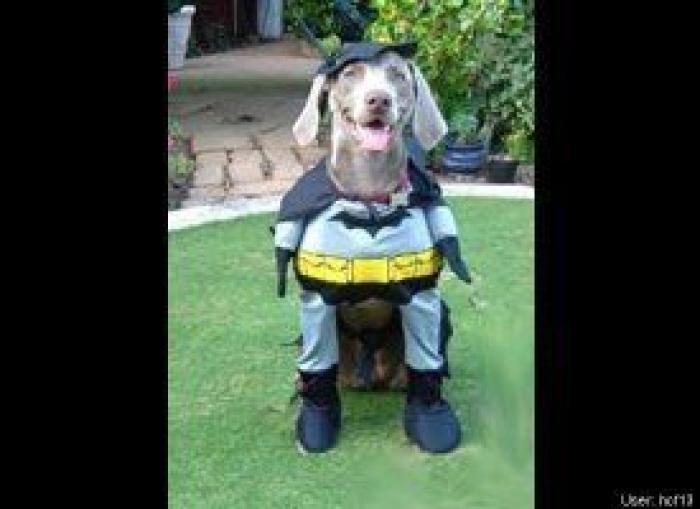 12 errores que cometes al comprarle un juguete a tu perro