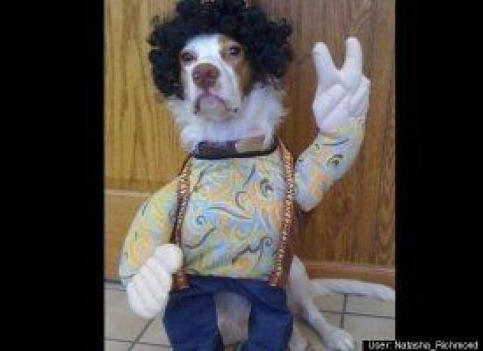 12 errores que cometes al comprarle un juguete a tu perro