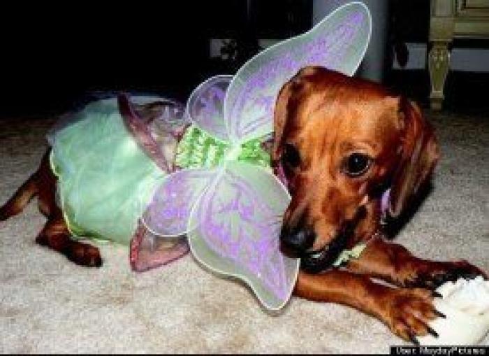 12 errores que cometes al comprarle un juguete a tu perro