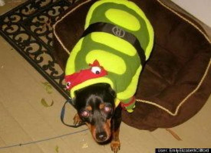 12 errores que cometes al comprarle un juguete a tu perro