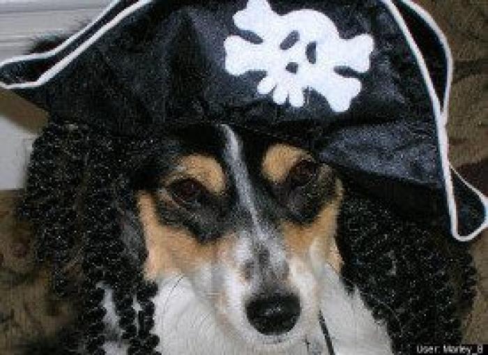 12 errores que cometes al comprarle un juguete a tu perro