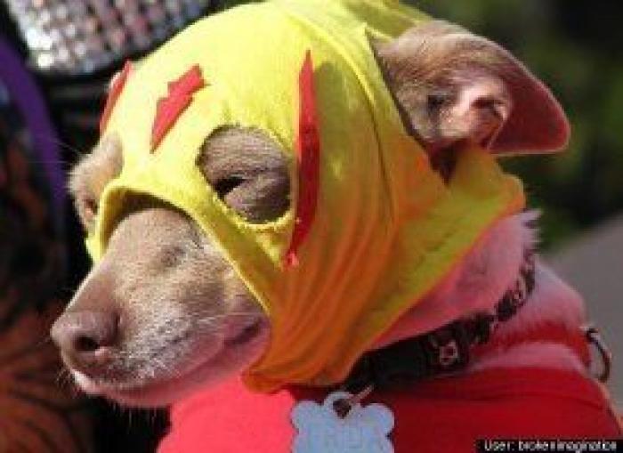 12 errores que cometes al comprarle un juguete a tu perro