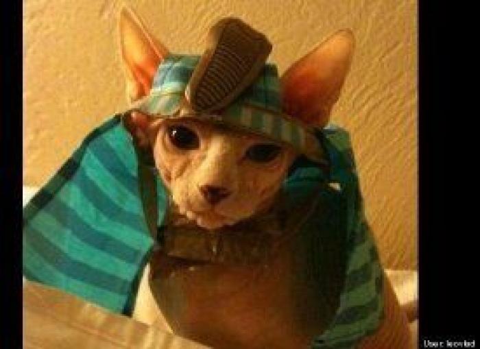 12 errores que cometes al comprarle un juguete a tu perro