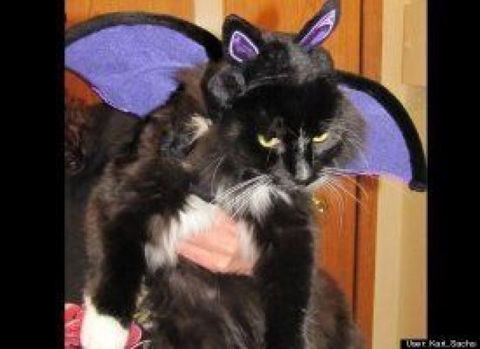 12 errores que cometes al comprarle un juguete a tu perro