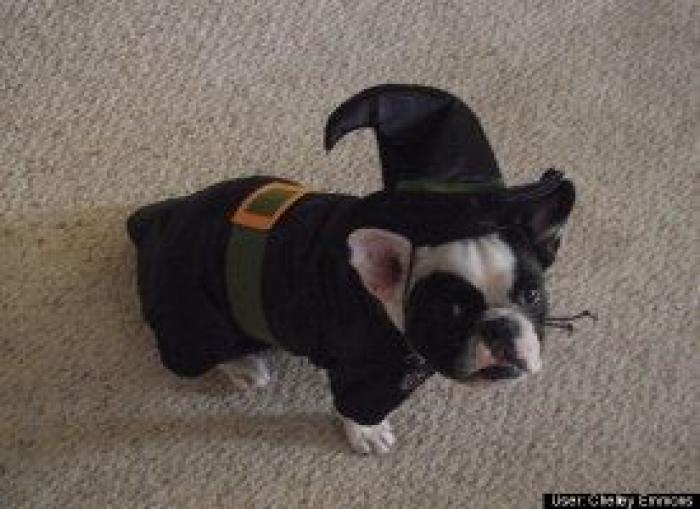 12 errores que cometes al comprarle un juguete a tu perro