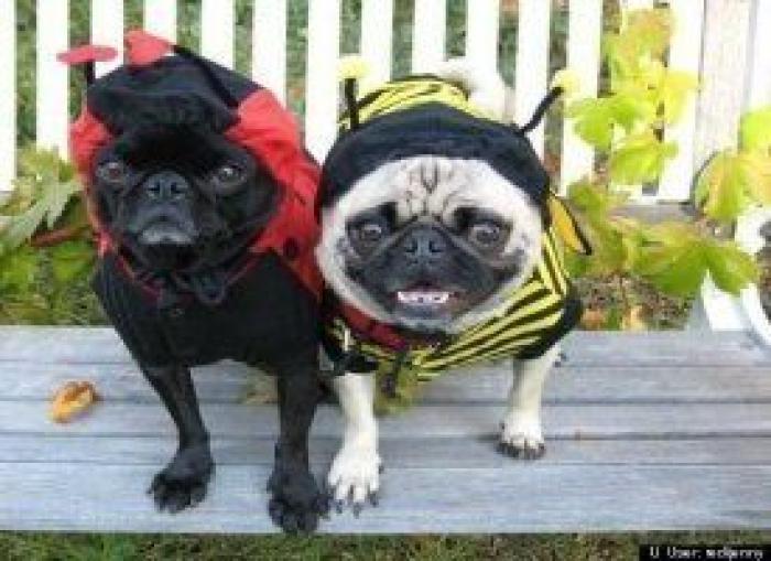 12 errores que cometes al comprarle un juguete a tu perro