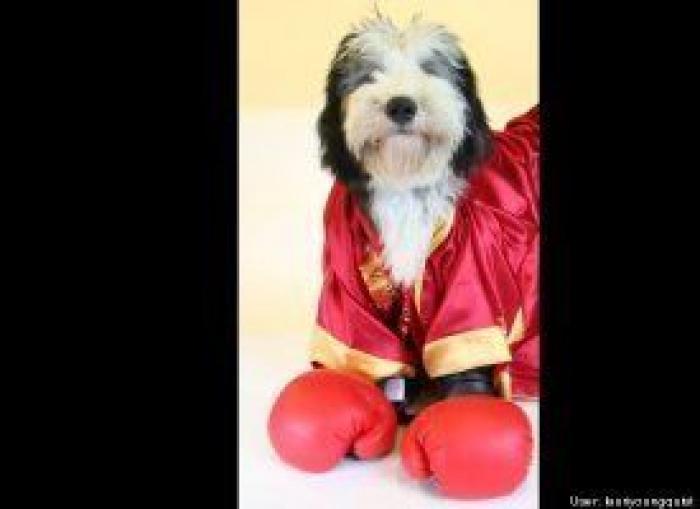 12 errores que cometes al comprarle un juguete a tu perro