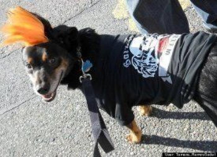 12 errores que cometes al comprarle un juguete a tu perro