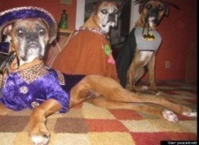 12 errores que cometes al comprarle un juguete a tu perro