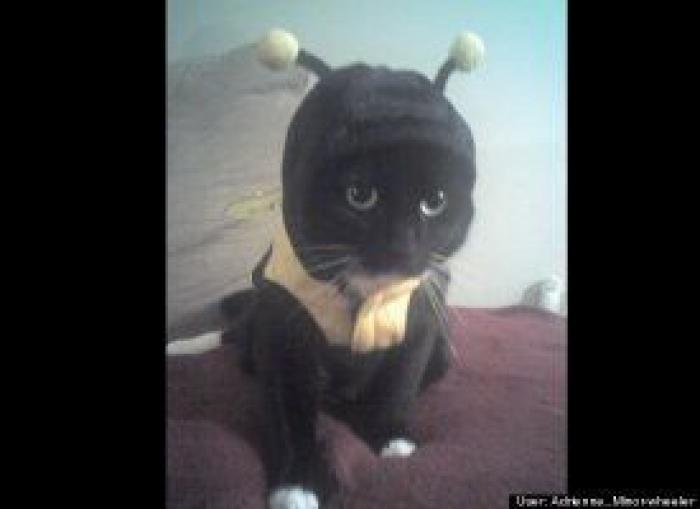 12 errores que cometes al comprarle un juguete a tu perro