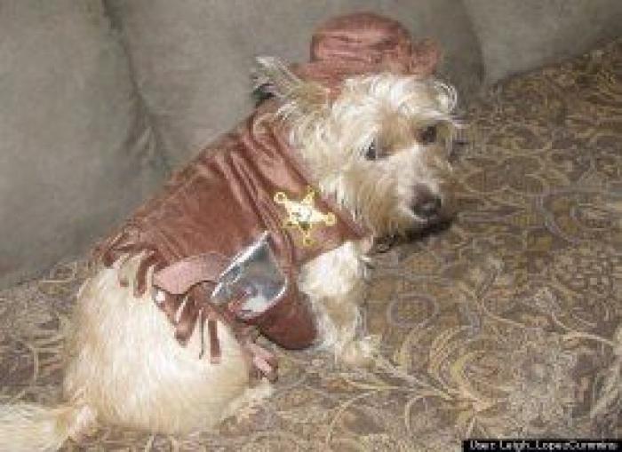 12 errores que cometes al comprarle un juguete a tu perro