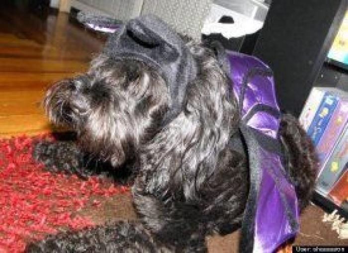 12 errores que cometes al comprarle un juguete a tu perro