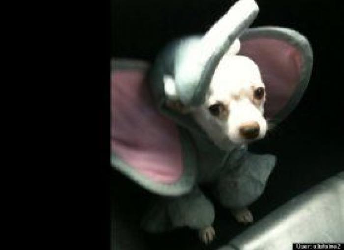 12 errores que cometes al comprarle un juguete a tu perro