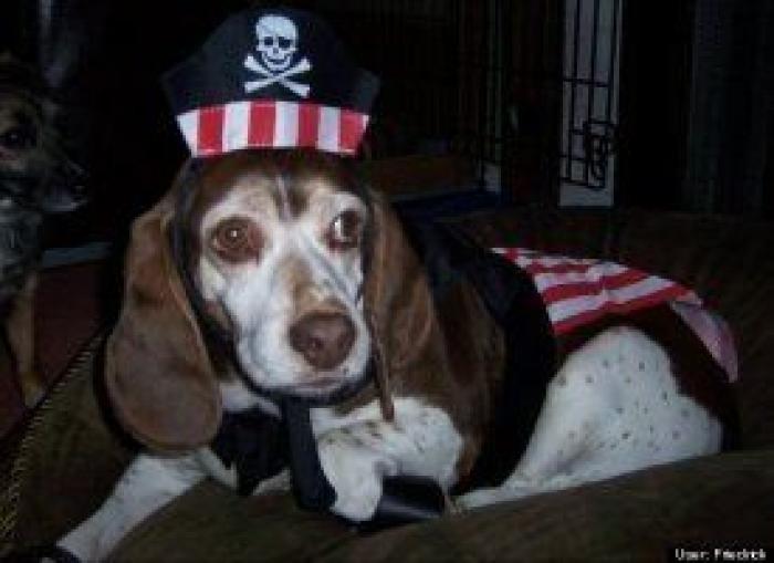 12 errores que cometes al comprarle un juguete a tu perro