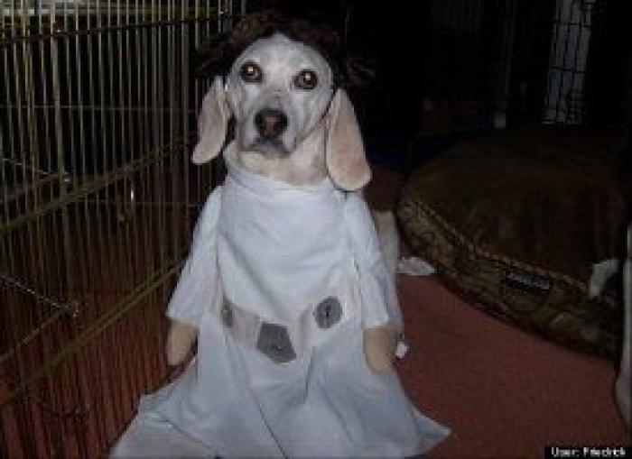 12 errores que cometes al comprarle un juguete a tu perro