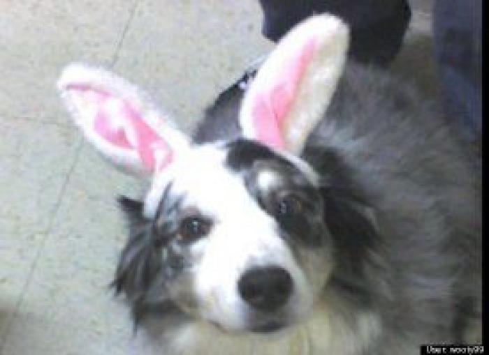 12 errores que cometes al comprarle un juguete a tu perro