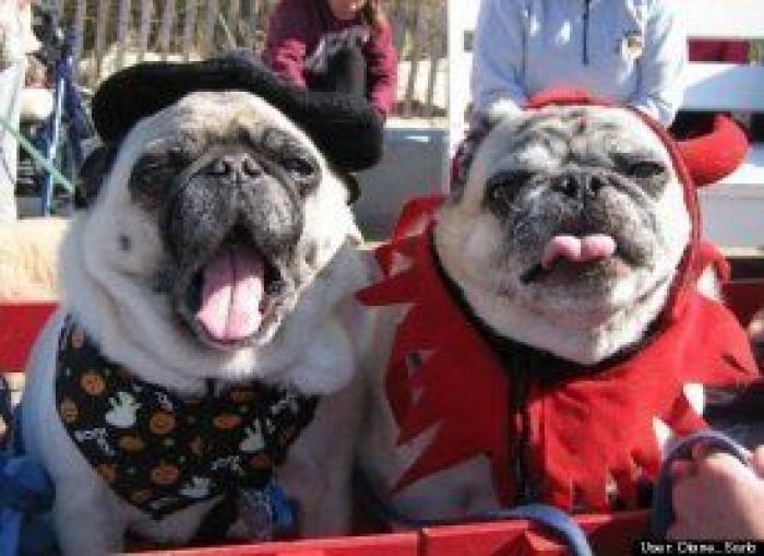 12 errores que cometes al comprarle un juguete a tu perro