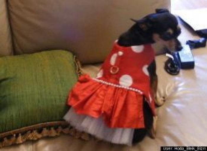 12 errores que cometes al comprarle un juguete a tu perro