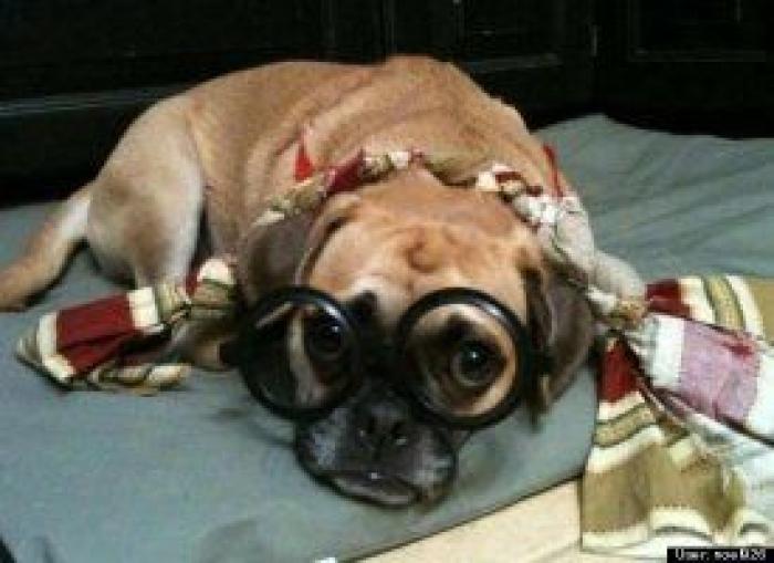 12 errores que cometes al comprarle un juguete a tu perro