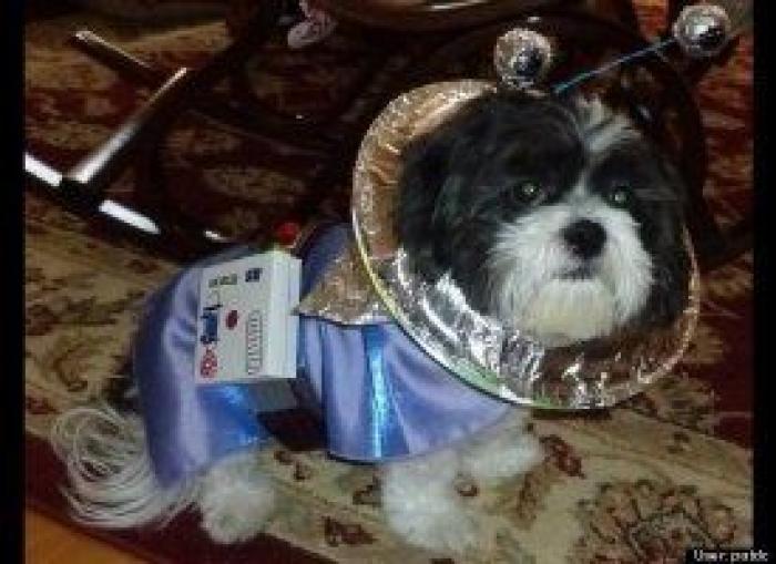 12 errores que cometes al comprarle un juguete a tu perro