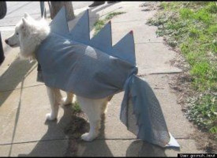 12 errores que cometes al comprarle un juguete a tu perro