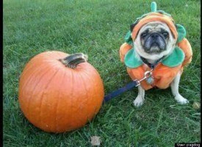 12 errores que cometes al comprarle un juguete a tu perro