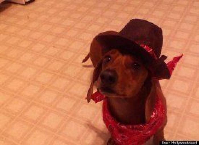 12 errores que cometes al comprarle un juguete a tu perro