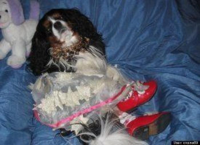 12 errores que cometes al comprarle un juguete a tu perro