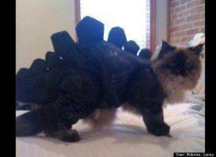 12 errores que cometes al comprarle un juguete a tu perro